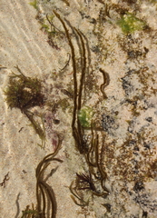 Myriogloea intestinalis