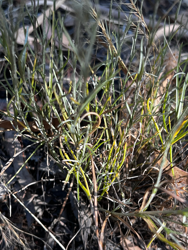 Calocephalus citreus, photograph 6
