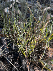 Calocephalus citreus, photograph (c) Alex Stuart, some rights reserved (CC BY)