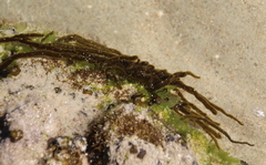 Myriogloea intestinalis