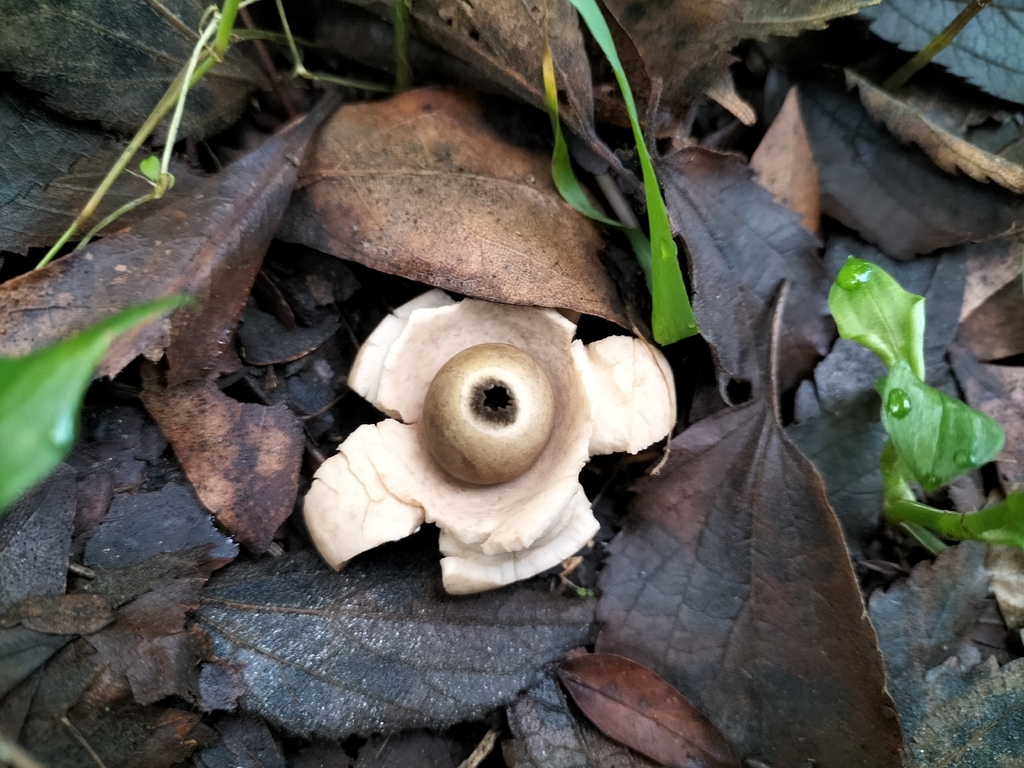Geastrum michelianum · December 2025 · photo: © tatiana354 (iNaturalist, cc-by)