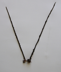Myriogloea intestinalis