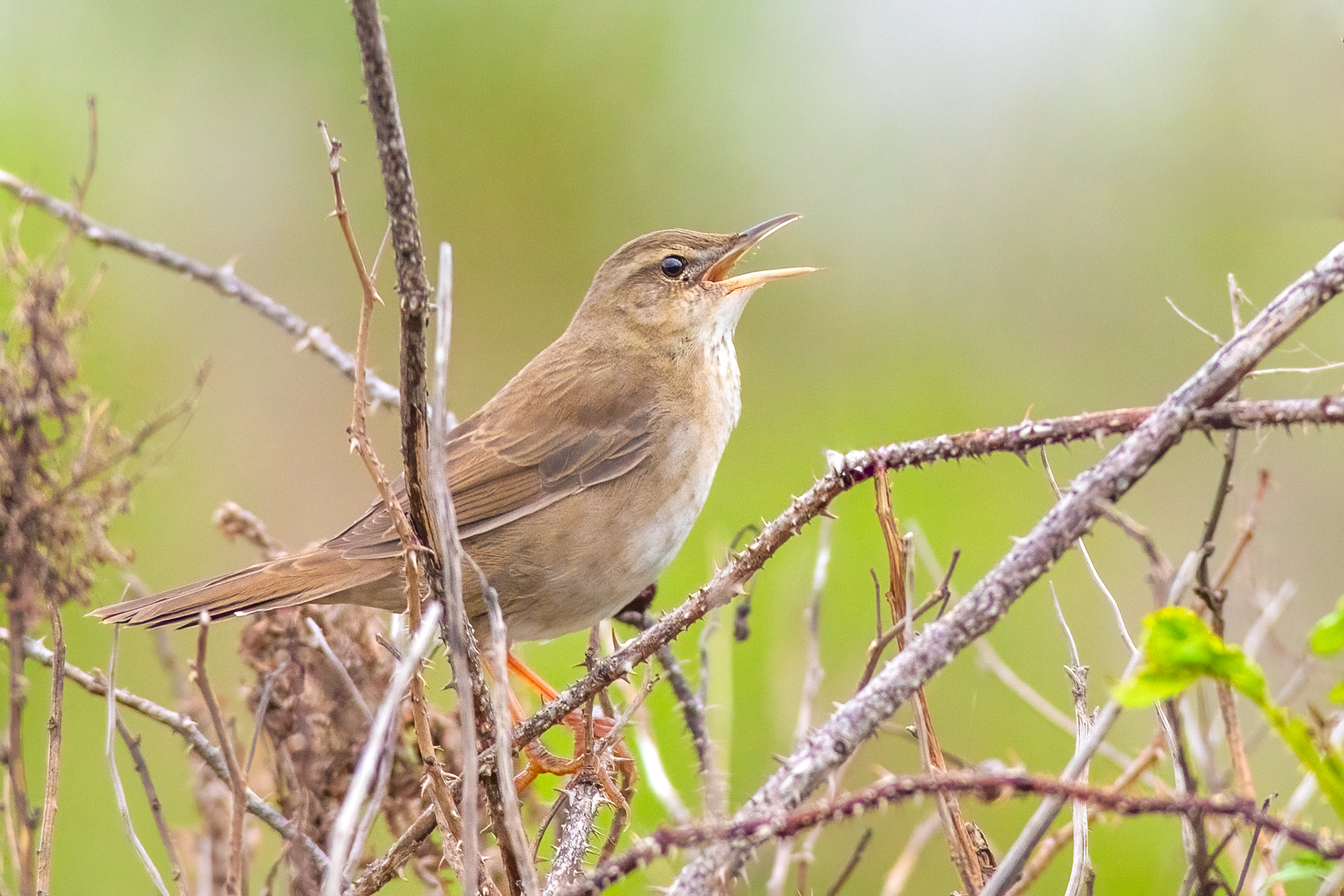 Pleske's Grasshopper Warbler illustration