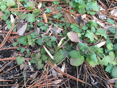 Lamium hybridum