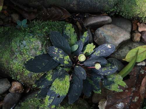 Bucephalandra kishii – Benefits, Growing Guide & Care