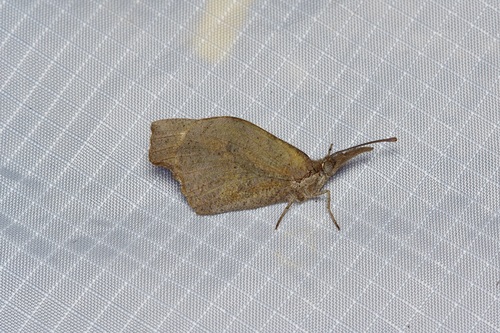 Photo of American Snout (Libytheana carinenta)