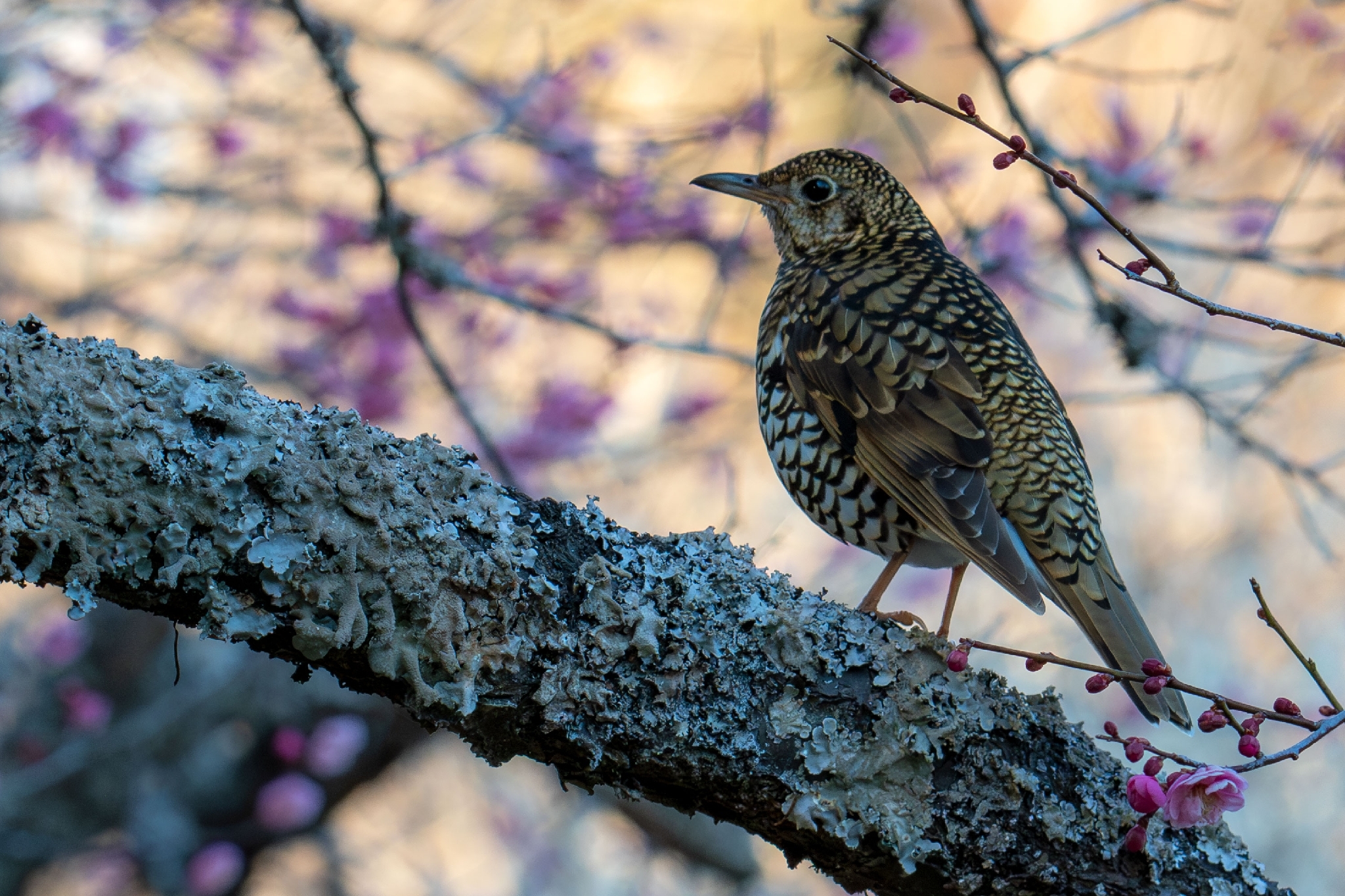 White's Thrush illustration
