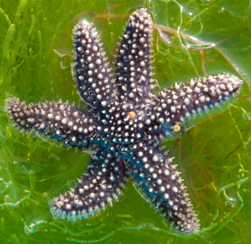 Forcipulatacean Sea Stars