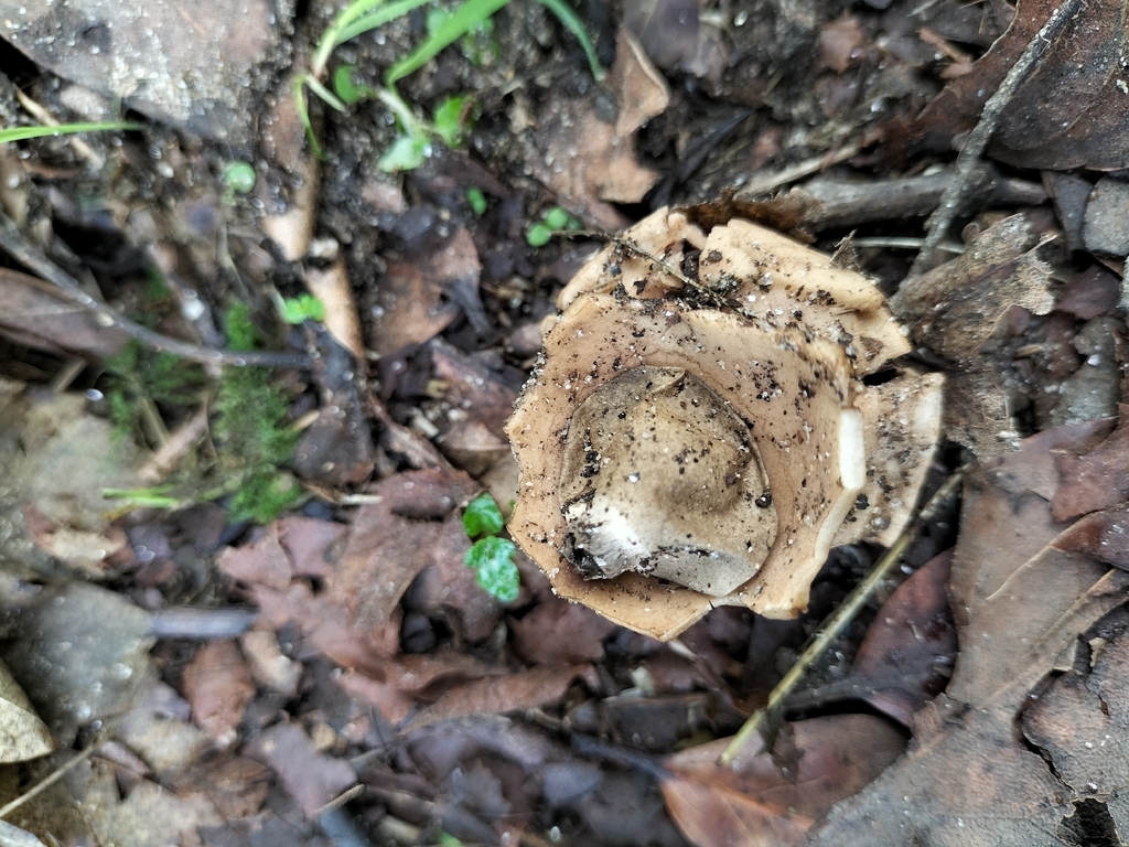 Geastrum michelianum · December 2025 · photo: © tatiana354 (iNaturalist, cc-by)