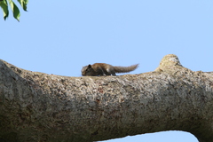 Callosciurus pygerythrus