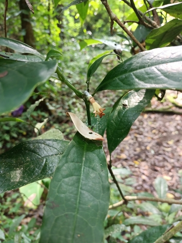 Magnolia liliifera observed 2025-12-25