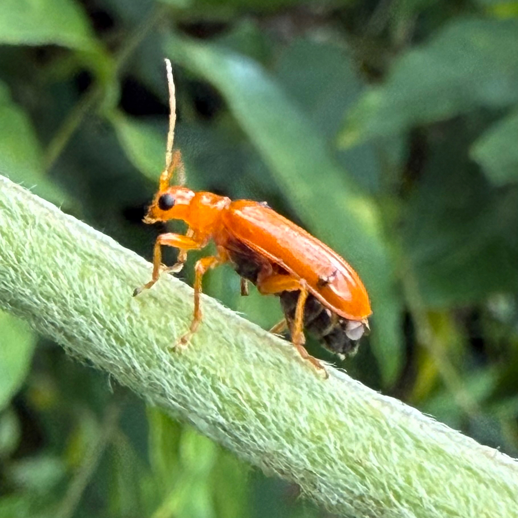 Hoplasoma