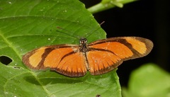 Eueides aliphera aliphera