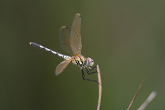 Trithemis pallidinervis