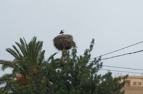 European White Stork