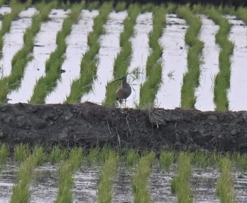 Eurasian Whimbrel