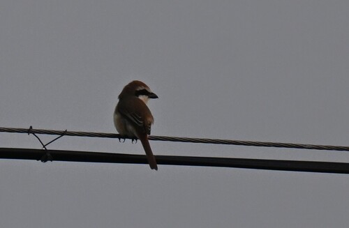 Brown Shrike