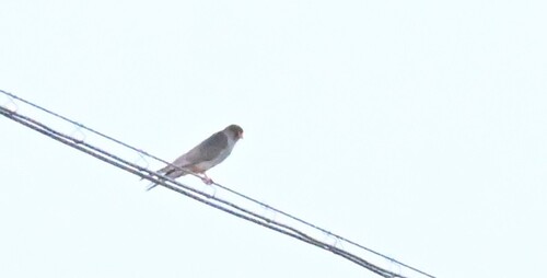 Amur Falcon