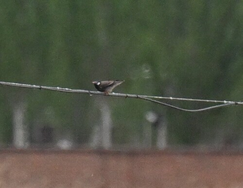 White-cheeked Starling