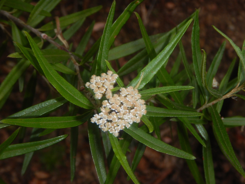 Ozothamnus argophyllus, photograph 6