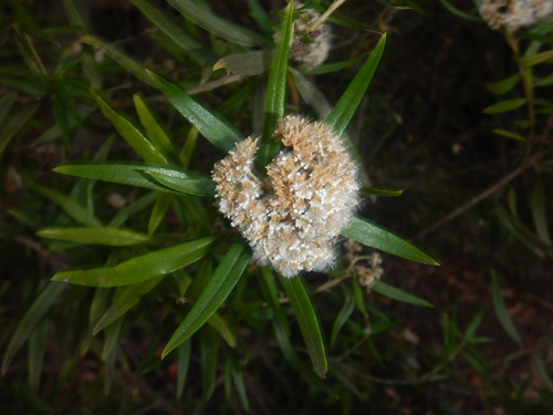 Ozothamnus argophyllus, photograph 5