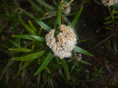 Ozothamnus argophyllus, photograph (c) Bryce Watts-Parker, some rights reserved (CC BY)