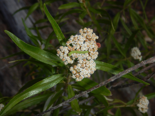 Ozothamnus argophyllus, photograph 4