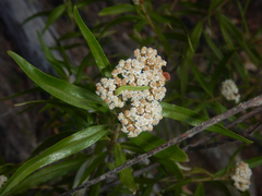 Ozothamnus argophyllus, photograph (c) Bryce Watts-Parker, some rights reserved (CC BY)