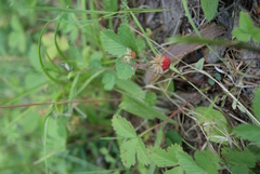 Fragaria orientalis