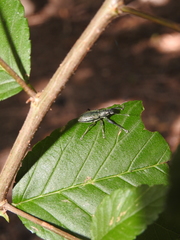 Naupactus auricinctus