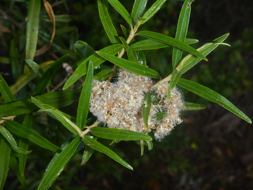 Ozothamnus argophyllus, photograph 3