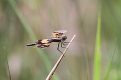 Rhyothemis variegata