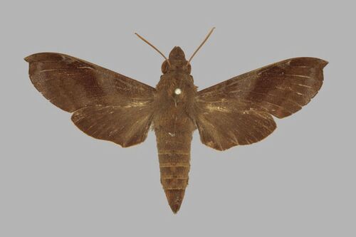 Temnora leighi