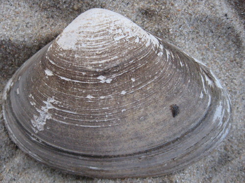 West Atlantic Surfclam