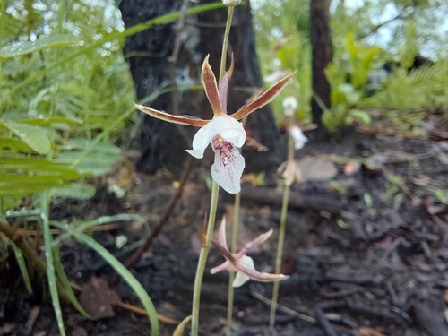 Eulophia acutilabra