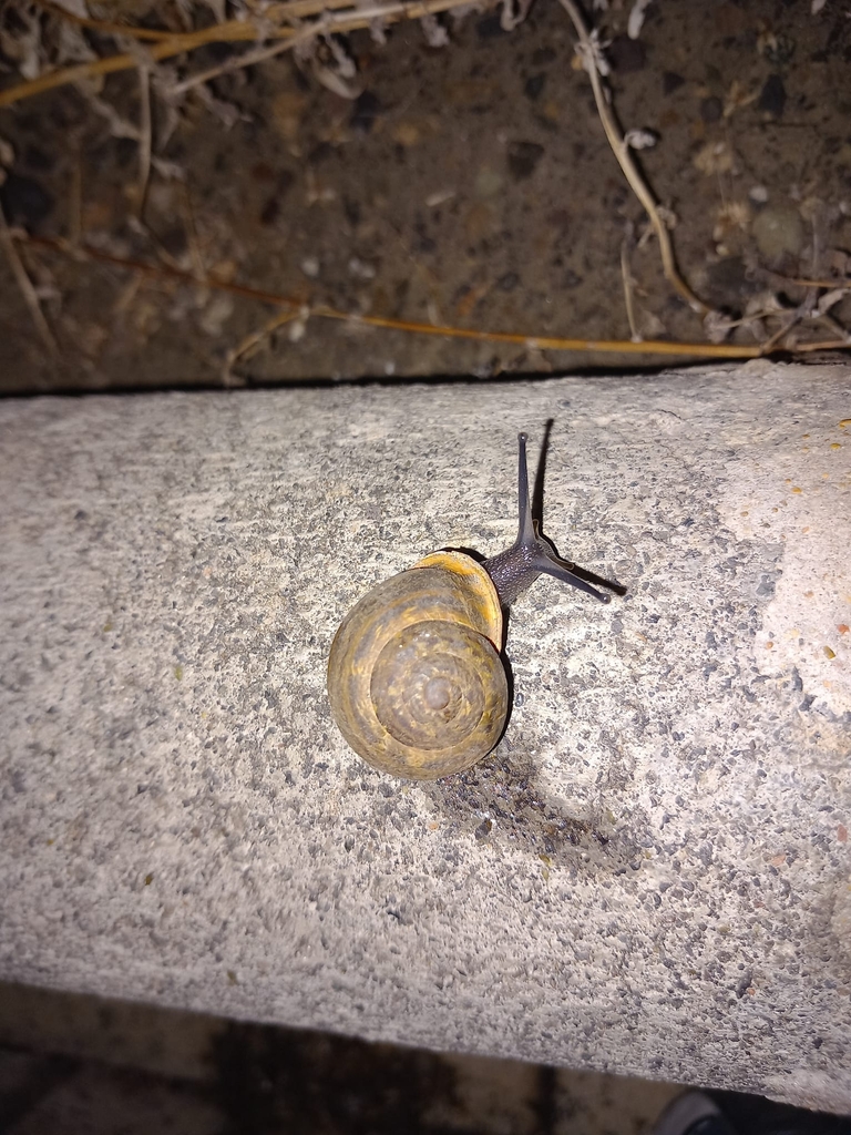 Hemicycla ripochi