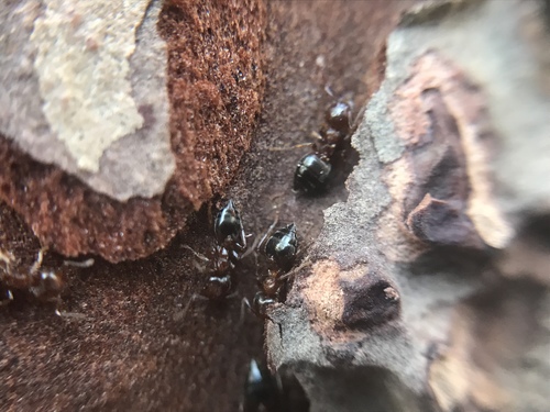 Pine Tree Acrobat Ant photo 4