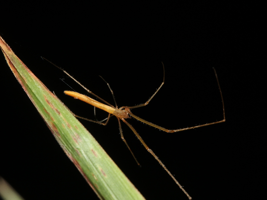 Tetragnatha javana