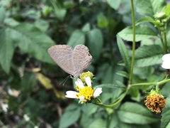 Jamides bochus formosanus