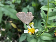 Jamides bochus formosanus