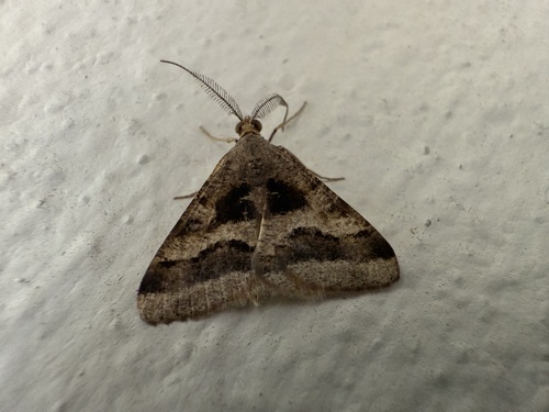 Photo of Maltese bloom (Isturgia disputaria)
