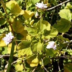 Lantana involucrata