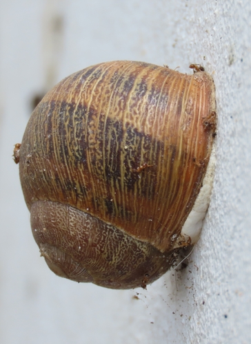 Cornu aspersum
