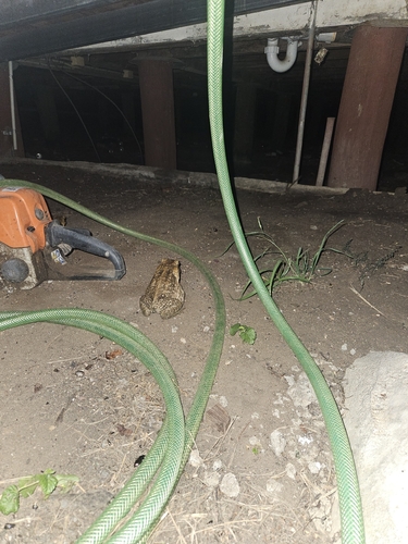 Cane Toad