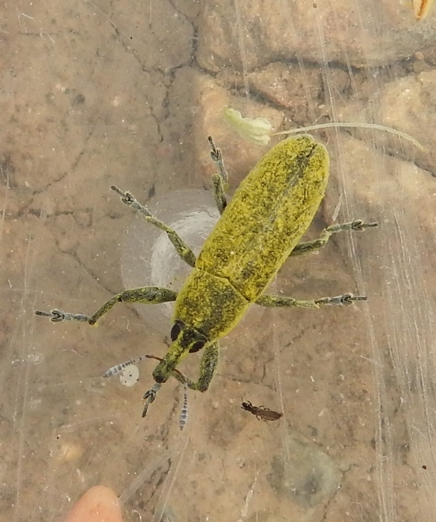 Lixus rubicundus