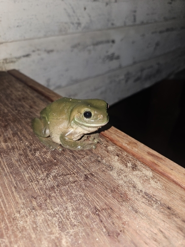Green Tree Frog