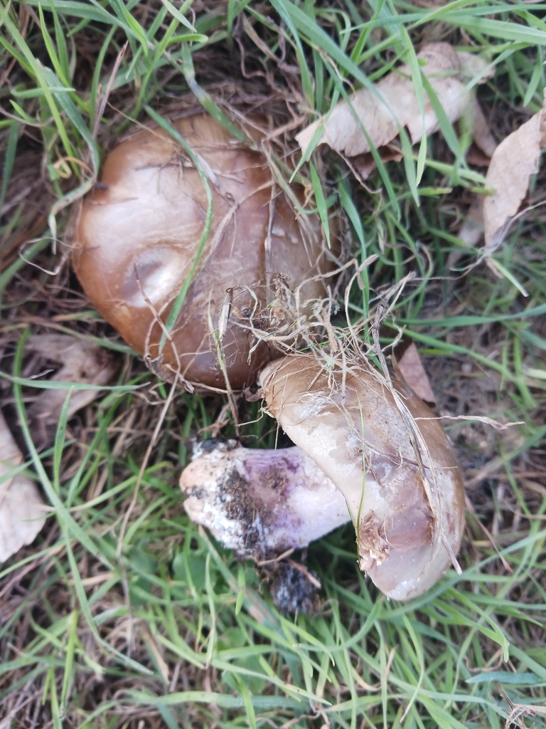 Collybia personata