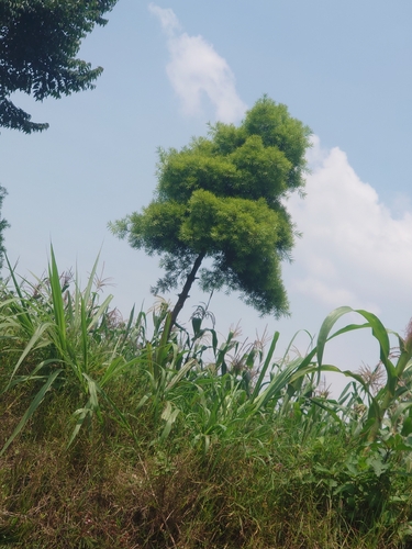 East African yellowwood