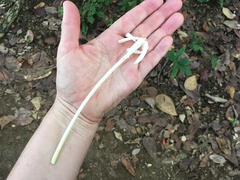 Posoqueria latifolia
