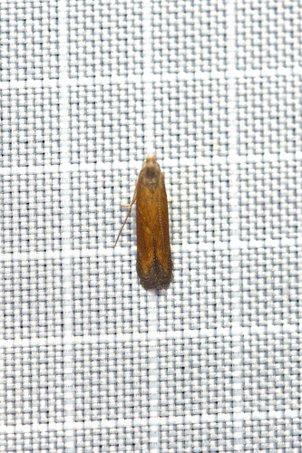 Isophrictis similiella photo 4